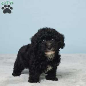 Teddy, Miniature Poodle Puppy
